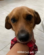 MOKKA, Hund, Mischlingshund in Rumänien