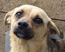 KILA, Hund, Mischlingshund in Rumänien