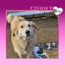 CONNY, Hund, Mischlingshund in Bulgarien