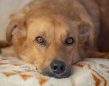 PEER, Hund, Mischlingshund in Waldbröl