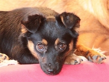 MIRELA, Hund, Mischlingshund in Spardorf