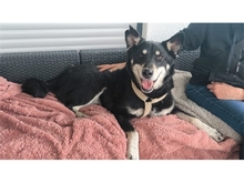 AIKO, Hund, Mischlingshund in Bruckmühl