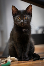 MAJA, Katze, Europäisch Kurzhaar in Oberhausen