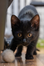 FLIP, Katze, Europäisch Kurzhaar in Oberhausen