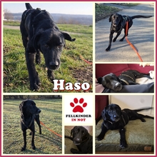 HASO, Hund, Mischlingshund in Würzburg