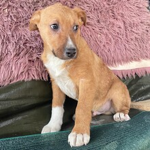 ENZO, Hund, Mischlingshund in Rumänien