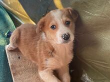 MATTEO, Hund, Mischlingshund in Rumänien