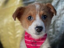 NICOLETTA, Hund, Mischlingshund in Rumänien