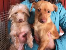 MOLLYSPILLA, Hund, Mischlingshund in Italien