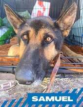 SAMUEL, Hund, Mischlingshund in Bulgarien