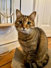 PEACH, Katze, Hauskatze in Berlin