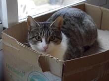 MERY, Katze, Europäisch Kurzhaar in Spanien