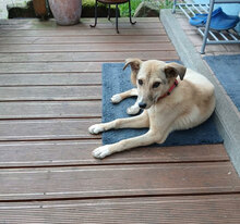 FIBI, Hund, Mischlingshund in Bad Dürkheim