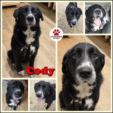 CODY, Hund, Mischlingshund in Sinn