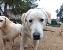ROMAO, Hund, Mischlingshund in Griechenland