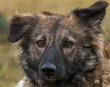 LUCKY, Hund, Mischlingshund in Briesen