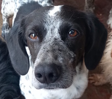 UGO, Hund, Mischlingshund in Italien