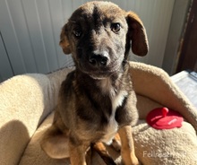 RUNA, Hund, Mischlingshund in Bulgarien