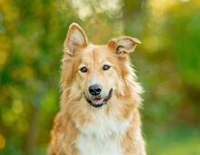 SPAYK, Hund, Mischlingshund in Russische Föderation