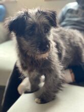 CARLINA, Hund, Mischlingshund in Nürnberg