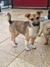 NIKO, Hund, Mischlingshund in Rumänien