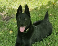 SOLEY, Hund, Mischlingshund in Röthenbach