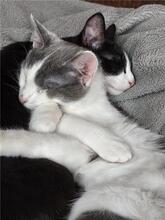 JUSTUS, Katze, Europäisch Kurzhaar in Zschopau