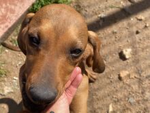 BARDOT, Hund, Italienischer Laufhund in Italien