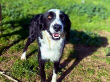 CARLO, Hund, Border Collie in Bellheim