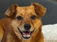 MARILOU, Hund, Mischlingshund in Rösrath