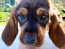 BRIGITTE, Hund, Segugio Italiano in Italien