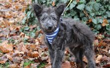 FLOKI, Hund, Mischlingshund in Gronau