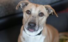 BLONDIE, Hund, Mischlingshund in Ebern