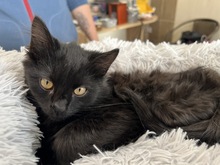 TIANA, Katze, Europäische Langhaarkatze in Ungarn