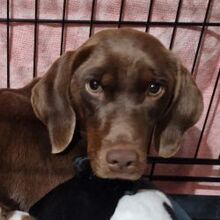 FLORA, Hund, Mischlingshund in Griechenland