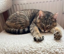 GRETA, Katze, Europäisch Kurzhaar in Köln