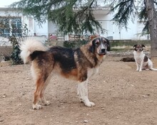 THORIN, Hund, Mischlingshund in Griechenland