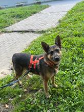 KUSHA, Hund, Mischlingshund in Hamburg