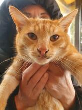 KREMI, Katze, Europäisch Kurzhaar in Bulgarien