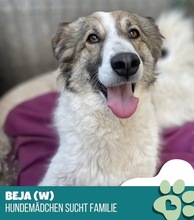 BEJA, Hund, Mischlingshund in Rumänien