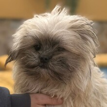 SAFIRO, Hund, Shih Tzu - Mischling in Spanien