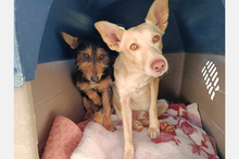 JAIROKIWI, Hund, Mischlingshund in Spanien