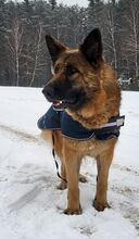 BAKALIA, Hund, Deutscher Schäferhund in Bad Wünnenberg