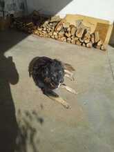 MARY, Hund, Mischlingshund in Italien