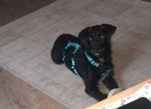 LINA, Hund, Mischlingshund in Bad Karlshafen