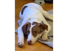 BETTY, Hund, Mischlingshund in Neunkirchen