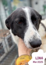 LINA, Hund, Mischlingshund in Rumänien