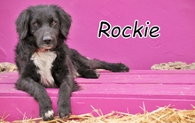 ROCKIE, Hund, Border Collie-Mix in Essingen