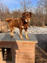 HOLGER, Hund, Mischlingshund in Rumänien