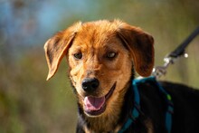 ELARA, Hund, Mischlingshund in München